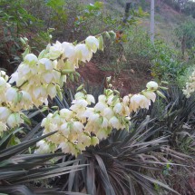 White flowers close to Cascata do Galo